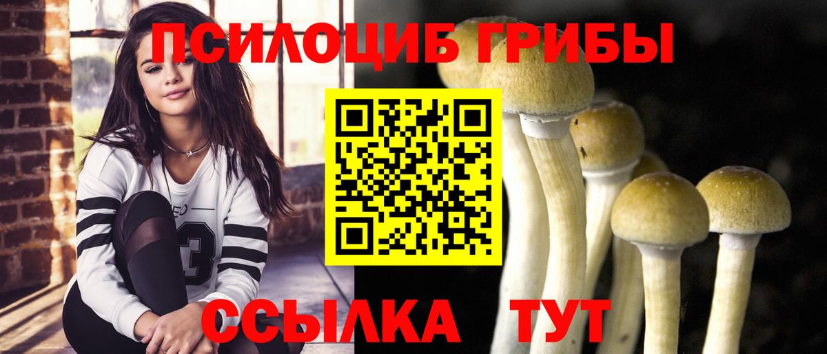 Псилоцибиновые грибы Psilocybine cubensis Алейск